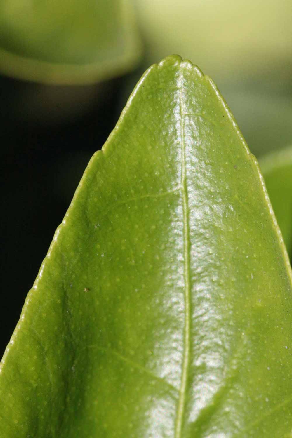              Margin (Riverside, CA)       